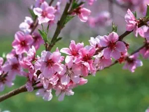 Як зробити ікебану своїми руками зі штучних квітів (штучних) Як зробити ікебану своїми руками зі штучних квітів