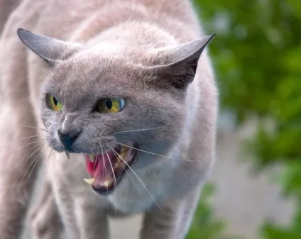 Як зробити костюм кота