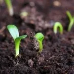 Як зробити стелаж для розсади своїми руками (руками) Як зробити стелаж для розсади своїми руками