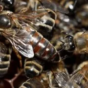 Як зробити вулики для бджіл своїми руками в домашніх умовах покрокова інструкція з кресленнями і (руками) Як зробити вулики для бджіл своїми руками в домашніх умовах покрокова інструкція з кресленнями і
