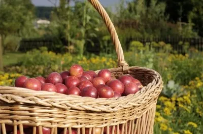 Як зробити вино із сливи 5 рецептів сливового вина в домашніх умовах (сливи) Як зробити вино із сливи 5 рецептів сливового вина в домашніх умовах