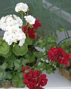 Монстера повітряні коріння догляд можна тримати вдома свій досвід