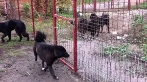 Монгольська вівчарка (банхар) фото, опис, характер, все про собак (фото) Монгольська вівчарка (банхар) фото, опис, характер, все про собак