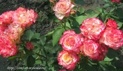 Мої троянди в саду