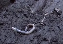 Як зберегти виповзків для риболовлі (як зберігати виповзків для риболовлі) Як зберегти виповзків для риболовлі