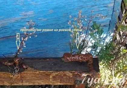 Як збирати прополіс бджолиний у бджіл з рамок на пасіці (бджіл) Як збирати прополіс бджолиний у бджіл з рамок на пасіці