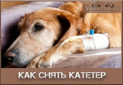 Як зняти катетер у собаки з лапи, як правильно