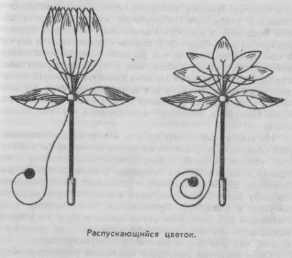 Як створюється ляльковий спектакль (ляльковий) Як створюється ляльковий спектакль