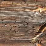 Як вбити короеда відгуки, дез-відгук (будівництва житлових будинків) Як вбити короеда відгуки, дез-відгук
