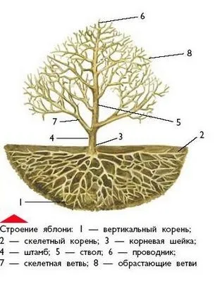 Як уберегти і вилікувати яблуню і грушу від парші; стійкість сортів яблунь (яблунь) Як уберегти і вилікувати яблуню і грушу від парші; стійкість сортів яблунь