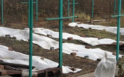 Як уберегти виноград від мишей взимку (виноград) Як уберегти виноград від мишей взимку