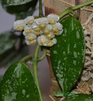 Як укоренити хойю
