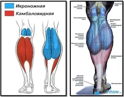 Як прибрати жир з колін в домашніх умовах
