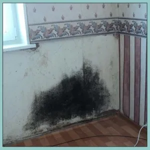 Як знищити чорну цвіль, ваші поради та рецепти (як знищити цвіль) Як знищити чорну цвіль, ваші поради та рецепти