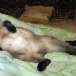 Як дізнатися що кішка вагітна ознаки після в'язки в перші дні на ранньому терміні в домашніх (вагітна) Як дізнатися що кішка вагітна ознаки після в'язки в перші дні на ранньому терміні в домашніх