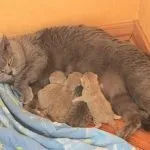 Як дізнатися що кішка вагітна ознаки після в'язки в перші дні на ранньому терміні в домашніх (ознаки) Як дізнатися що кішка вагітна ознаки після в'язки в перші дні на ранньому терміні в домашніх