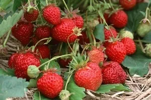 Як збільшити урожай полуниці магія рослин (урожай) Як збільшити урожай полуниці магія рослин