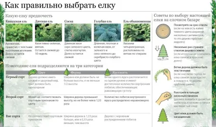 Як вибрати ялинку, як вибрати штучну ялинку, як зберегти ялинку довше (ялинку) Як вибрати ялинку, як вибрати штучну ялинку, як зберегти ялинку довше