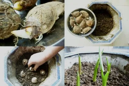 Як вибрати свіжий корінь імбиру, імбир рецепти (імбир рецепти) Як вибрати свіжий корінь імбиру, імбир рецепти