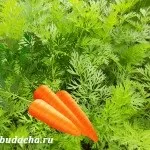 Як виростити яблуню з кісточки, дача (яблуню) Як виростити яблуню з кісточки, дача