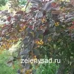 Як виростити диню в Підмосков'ї