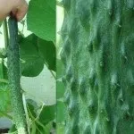 Як виростити китайський огірок, сад (виростити) Як виростити китайський огірок, сад
