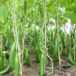 Як виростити китайський огірок, сад (огірок) Як виростити китайський огірок, сад