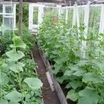 Як виростити китайський огірок, сад (виростити) Як виростити китайський огірок, сад