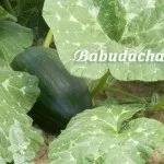 Як виростити яблуню з кісточки, дача (кісточки) Як виростити яблуню з кісточки, дача