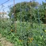 Як виростити диню в Підмосков'ї