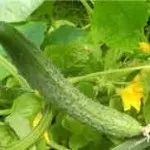 Як виростити китайський огірок, сад (китайський) Як виростити китайський огірок, сад