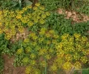 Як виглядає кріп фото, квіти і насіння кропу (дізнатися) Як виглядає кріп фото, квіти і насіння кропу