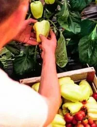 Як виростити солодкий перець без теплиці (перець) Як виростити солодкий перець без теплиці