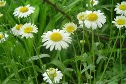 Як вилікувати алергію у дитини народними засобами рецепти, профілактичні методи лікування