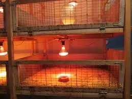 Як виростити курчат бройлерів в домашніх умовах за допомогою інкубатора (інкубатора) Як виростити курчат бройлерів в домашніх умовах за допомогою інкубатора