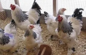 Як виростити курчат бройлерів в домашніх умовах за допомогою інкубатора (інкубатора) Як виростити курчат бройлерів в домашніх умовах за допомогою інкубатора