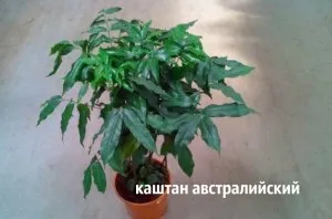 Як виростити каштан в домашніх умовах полив, пересадка, догляд (полив) Як виростити каштан в домашніх умовах полив, пересадка, догляд