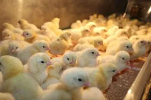 Як виростити курчат бройлерів в домашніх умовах за допомогою інкубатора (курчат) Як виростити курчат бройлерів в домашніх умовах за допомогою інкубатора
