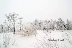 Як виглядає борщівник