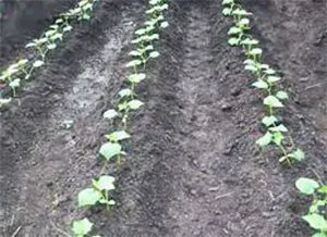 Як вирощувати огірки на шпалері у відкритому грунті (фото і відео поради)