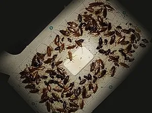 Як виглядають таргани і що вони з себе представляють