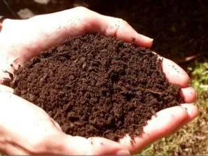 Як виростити томат рожевий мед на своїй ділянці (отримати високий урожай) Як виростити томат рожевий мед на своїй ділянці