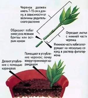 Як виростити бальзамін у себе в квартирі (Розмноження кімнатного бальзаміну) Як виростити бальзамін у себе в квартирі