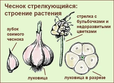 Як виростити часник