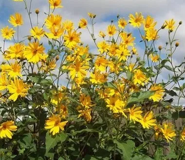 Як вирощувати топінамбур првільно (один квадратний метр) Як вирощувати топінамбур првільно