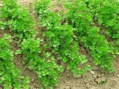 Як виростити хороший урожай картоплі (ремонт) Як виростити хороший урожай картоплі