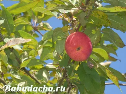 Як виростити яблуню з кісточки, дача (кісточки) Як виростити яблуню з кісточки, дача