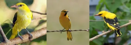 Як виглядає іволга на фото, самець, самка і пташенята іволги фото, як виглядає (іволга) Як виглядає іволга на фото, самець, самка і пташенята іволги фото, як виглядає