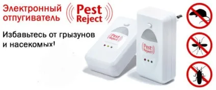 Як виглядають маленькі таргани руді прусаки, чорні і білі таргани, опис, фото (прусаки) Як виглядають маленькі таргани руді прусаки, чорні і білі таргани, опис, фото