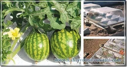 Як вирощувати овочі в агропанелях - технологія і фото, своїми руками - як зробити самому (агропанелях) Як вирощувати овочі в агропанелях - технологія і фото, своїми руками - як зробити самому